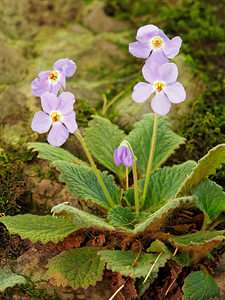 Ramonda myconi (Gesneriaceae)  - Ramondie des Pyrénées, Ramonda des Pyrénées - Pyrenean-violet Hautes-Pyrenees [France] 28/06/2015 - 1320m