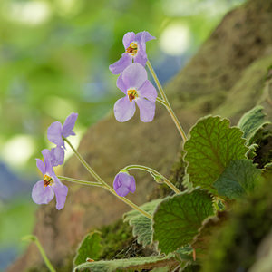 Ramonda myconi (Gesneriaceae)  - Ramondie des Pyrénées, Ramonda des Pyrénées - Pyrenean-violet Hautes-Pyrenees [France] 28/06/2015 - 1320m