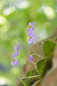 Ramonda myconi (Gesneriaceae)  - Ramondie des Pyrénées, Ramonda des Pyrénées - Pyrenean-violet Hautes-Pyrenees [France] 28/06/2015 - 1320m