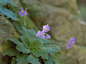 Ramonda myconi (Gesneriaceae)  - Ramondie des Pyrénées, Ramonda des Pyrénées - Pyrenean-violet Hautes-Pyrenees [France] 28/06/2015 - 1320m