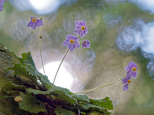 Ramonda myconi (Gesneriaceae)  - Ramondie des Pyrénées, Ramonda des Pyrénées - Pyrenean-violet Hautes-Pyrenees [France] 28/06/2015 - 1320m