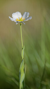 Ranunculus amplexicaulis (Ranunculaceae)  - Renoncule amplexicaule, Renoncule à feuilles embrassantes Hautes-Pyrenees [France] 29/06/2015 - 2090m