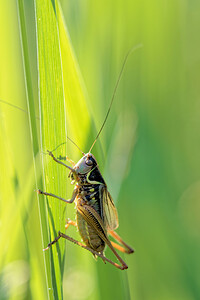 Roeseliana roeselii roeselii (Tettigoniidae)  - Decticelle bariolée, Dectique brévipenne - Roesel's Bush Cricket Sobrarbe [Espagne] 30/06/2015 - 1150m
