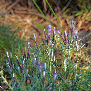 Staehelina dubia (Asteraceae)  - Stéhéline douteuse Sobrarbe [Espagne] 30/06/2015 - 1090m