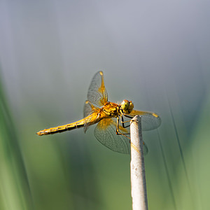 Sympetrum flaveolum (Libellulidae)  - Sympétrum jaune d'or - Yellow-winged Darter Sobrarbe [Espagne] 30/06/2015 - 1150m