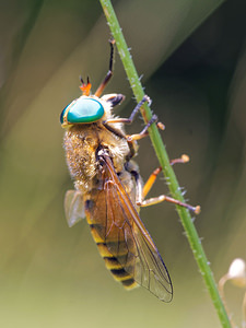 Tabanus bovinus (Tabanidae)  - Taon à ventre jaunâtre & taches triangulaires blanches Lot [France] 27/06/2015 - 290m