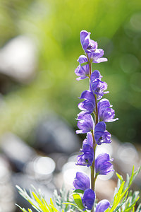 Aconitum napellus (Ranunculaceae)  - Aconit napel, Casque de Jupiter, Casque - Monk's-hood Hautes-Pyrenees [France] 02/07/2015 - 1710m