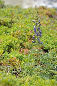 Aconitum napellus (Ranunculaceae)  - Aconit napel, Casque de Jupiter, Casque - Monk's-hood Hautes-Pyrenees [France] 02/07/2015 - 1710m