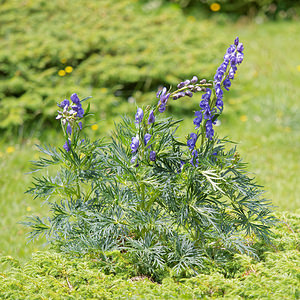 Aconitum napellus (Ranunculaceae)  - Aconit napel, Casque de Jupiter, Casque - Monk's-hood Hautes-Pyrenees [France] 02/07/2015 - 1690m