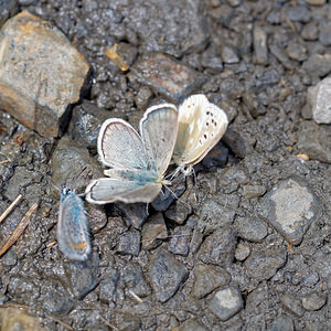 Agriades pyrenaicus (Lycaenidae)  - Azuré de l'Androsace Hautes-Pyrenees [France] 02/07/2015 - 1680m