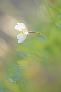 Dryas octopetala Dryade à huit pétales, Thé des alpes Mountain Avens