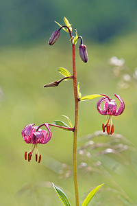 Lilium martagon (Liliaceae)  - Lis martagon, Lis de Catherine - Martagon Lily Hautes-Pyrenees [France] 02/07/2015 - 1660m