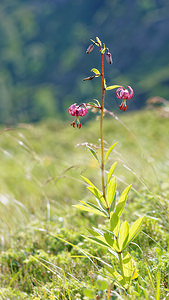 Lilium martagon (Liliaceae)  - Lis martagon, Lis de Catherine - Martagon Lily Hautes-Pyrenees [France] 02/07/2015 - 1660m