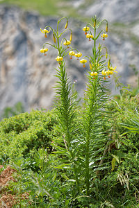 Lilium pyrenaicum (Liliaceae)  - Lis des Pyrénées - Pyrenean Lily Hautes-Pyrenees [France] 02/07/2015 - 1720m