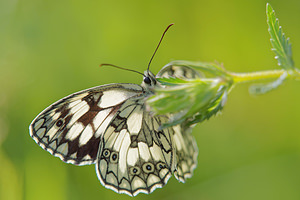 Melanargia galathea (Nymphalidae)  - Demi-Deuil, Échiquier, Échiquier commun, Arge galathée Hautes-Pyrenees [France] 03/07/2015 - 1430m