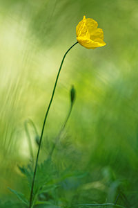 Papaver cambricum Pavot du Pays de Galles, Méconopside du Pays de Galles, Méconopsix du Pays de Galles, Pavot jaune Welsh Poppy