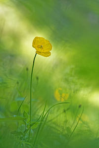 Papaver cambricum (Papaveraceae)  - Pavot du Pays de Galles, Méconopside du Pays de Galles, Méconopsix du Pays de Galles, Pavot jaune - Welsh Poppy Hautes-Pyrenees [France] 01/07/2015 - 1300m