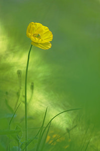 Papaver cambricum (Papaveraceae)  - Pavot du Pays de Galles, Méconopside du Pays de Galles, Méconopsix du Pays de Galles, Pavot jaune - Welsh Poppy Hautes-Pyrenees [France] 01/07/2015 - 1300m