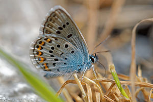 Plebejus argus (Lycaenidae)  - Azuré de l'Ajonc, Argus bleu - Silver-studded Blue Hautes-Pyrenees [France] 02/07/2015 - 1680m