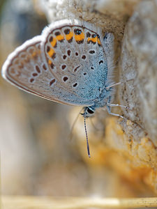 Plebejus argus Azuré de l'Ajonc, Argus bleu Silver-studded Blue