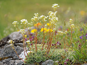 Saxifraga paniculata (Saxifragaceae)  - Saxifrage paniculée, Saxifrage aizoon - Livelong Saxifrage Hautes-Pyrenees [France] 02/07/2015 - 1730m