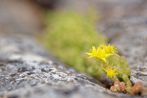 Sedum acre (Crassulaceae)  - Orpin âcre, Poivre de muraille, Vermiculaire, Poivre des murailles - Biting Stonecrop Hautes-Pyrenees [France] 02/07/2015 - 1730m