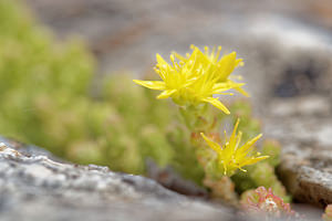 Sedum acre (Crassulaceae)  - Orpin âcre, Poivre de muraille, Vermiculaire, Poivre des murailles - Biting Stonecrop Hautes-Pyrenees [France] 02/07/2015 - 1730m