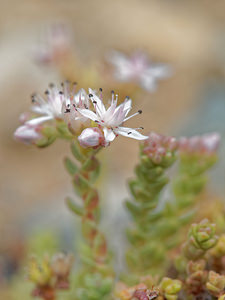 Sedum anglicum Orpin d'Angleterre, Orpin anglais English Stonecrop