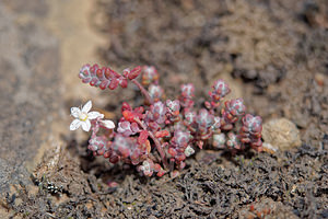 Sedum brevifolium (Crassulaceae)  - Orpin à feuilles courtes Hautes-Pyrenees [France] 02/07/2015 - 1710m