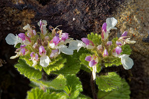 Teucrium pyrenaicum (Lamiaceae)  - Germandrée des Pyrénées Hautes-Pyrenees [France] 03/07/2015 - 1420m