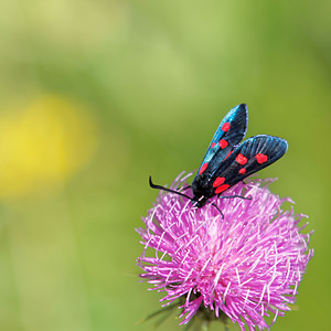 Zygaena lonicerae (Zygaenidae)  - Zygène des bois, Zygène du Trèfle-de-montagne - Narrow-bordered Five-spot Burnet Hautes-Pyrenees [France] 03/07/2015 - 1410m
