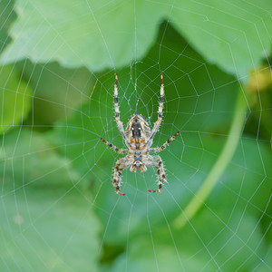 Araneus diadematus (Araneidae)  - Épeire diadème - Garden Spider Nord [France] 30/08/2015 - 40m