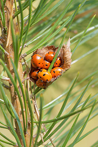 Coccinella septempunctata (Coccinellidae)  - Coccinelle à 7 points, Coccinelle, Bête à bon Dieu - Seven-spot Ladybird Ardennes [France] 16/08/2015 - 160m