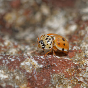 Harmonia quadripunctata Coccinelle à quatre points Four-spot Ladybird [Harmonia quadripunctata]