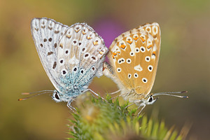 Lysandra coridon (Lycaenidae)  - Argus bleu-nacré - Chalk-hill Blue Ardennes [France] 16/08/2015 - 160m