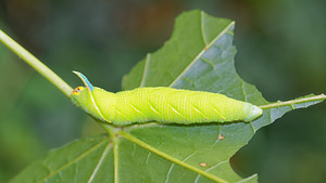 Mimas tiliae (Sphingidae)  - Sphinx du Tilleul - Lime Hawk-moth Nord [France] 23/08/2015 - 40m