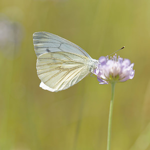 Pieris napi (Pieridae)  - Piéride du Navet, Papillon blanc veiné de vert - Green-veined White Ardennes [France] 16/08/2015 - 160m