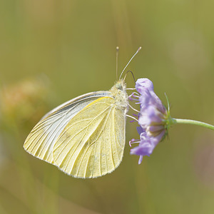 Pieris rapae Piéride de la Rave, Petit Blanc du Chou, Petite Piéride du Chou Small White