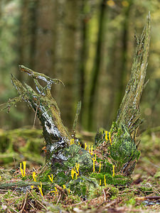 Calocera viscosa (Dacrymycetaceae)  - Calocère visqueuse - Yellow Stagshorn Ardennes [France] 24/10/2015 - 460m