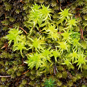 Sphagnum palustre (Sphagnaceae)  - Blunt-leaved Bog-moss Ardennes [France] 24/10/2015 - 430m