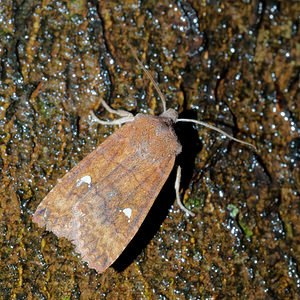 Eupsilia transversa (Noctuidae)  - Satellite - Satellite Nord [France] 14/11/2015 - 20m