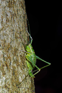 Leptophyes punctatissima (Tettigoniidae)  - Leptophye ponctuée, Sauterelle ponctuée, Barbitiste trèsponctué - Speckled Bush Cricket Nord [France] 14/11/2015 - 20m