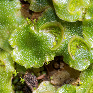 Lunularia cruciata (Lunulariaceae)  - Crescent-cup Liverwort Nord [France] 08/11/2015 - 30m