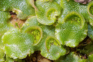 Lunularia cruciata Crescent-cup Liverwort