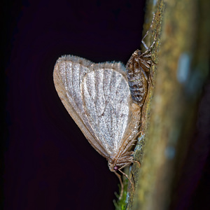 Operophtera brumata (Geometridae)  - Cheimatobie hiémale, Phalène brumeuse - Winter Moth Haute-Marne [France] 19/11/2015 - 150m