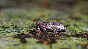 Operophtera brumata (Geometridae)  - Cheimatobie hiémale, Phalène brumeuse - Winter Moth Haute-Marne [France] 19/11/2015 - 150m