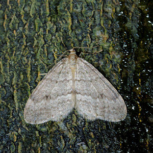 Operophtera fagata (Geometridae)  - Cheimatobie du Hêtre - Northern Winter Moth Nord [France] 14/11/2015 - 20m