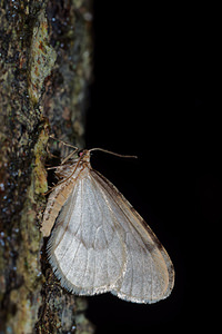 Operophtera fagata (Geometridae)  - Cheimatobie du Hêtre - Northern Winter Moth Nord [France] 14/11/2015 - 20m