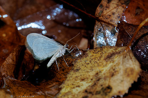 Operophtera fagata (Geometridae)  - Cheimatobie du Hêtre - Northern Winter Moth Nord [France] 14/11/2015 - 20m