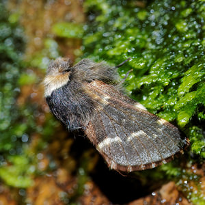 Poecilocampa populi (Lasiocampidae)  - Bombyx du Peuplier - December Moth Nord [France] 14/11/2015 - 20m